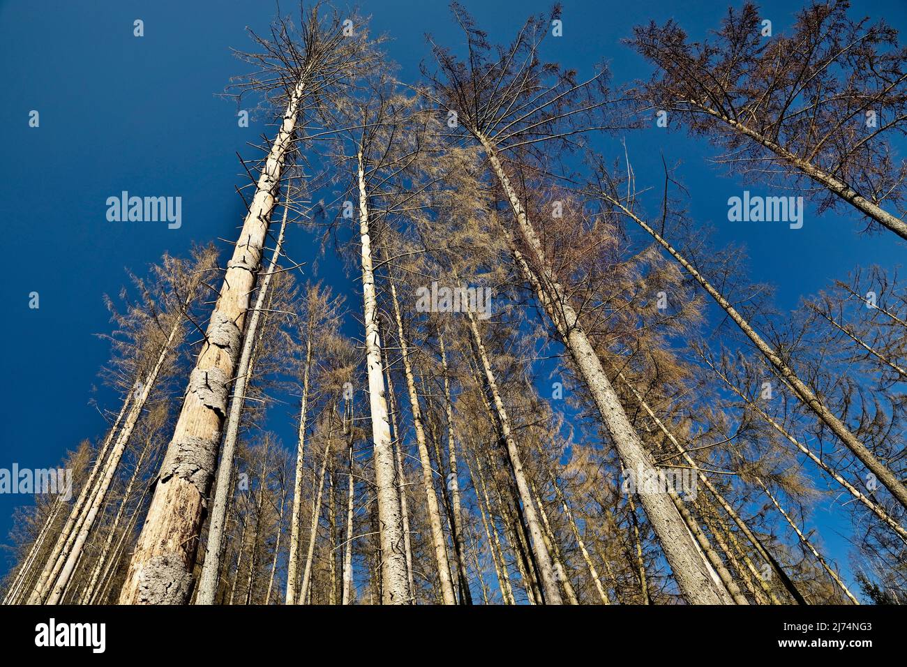 Abete rosso norvegese (Picea abies), spruces morti contro un cielo blu sul Wixberg, dieback forestale, Germania, Renania settentrionale-Vestfalia, Sauerland, Iserlohn Foto Stock