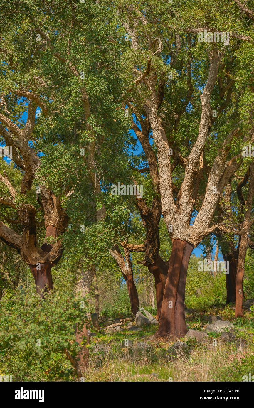 Querce di sughero (Quercus suber), querce di sughero plasmano il vecchio paesaggio culturale nella Serra de Monchiqe, sul pendio della Foia, Portogallo, Algarve Foto Stock