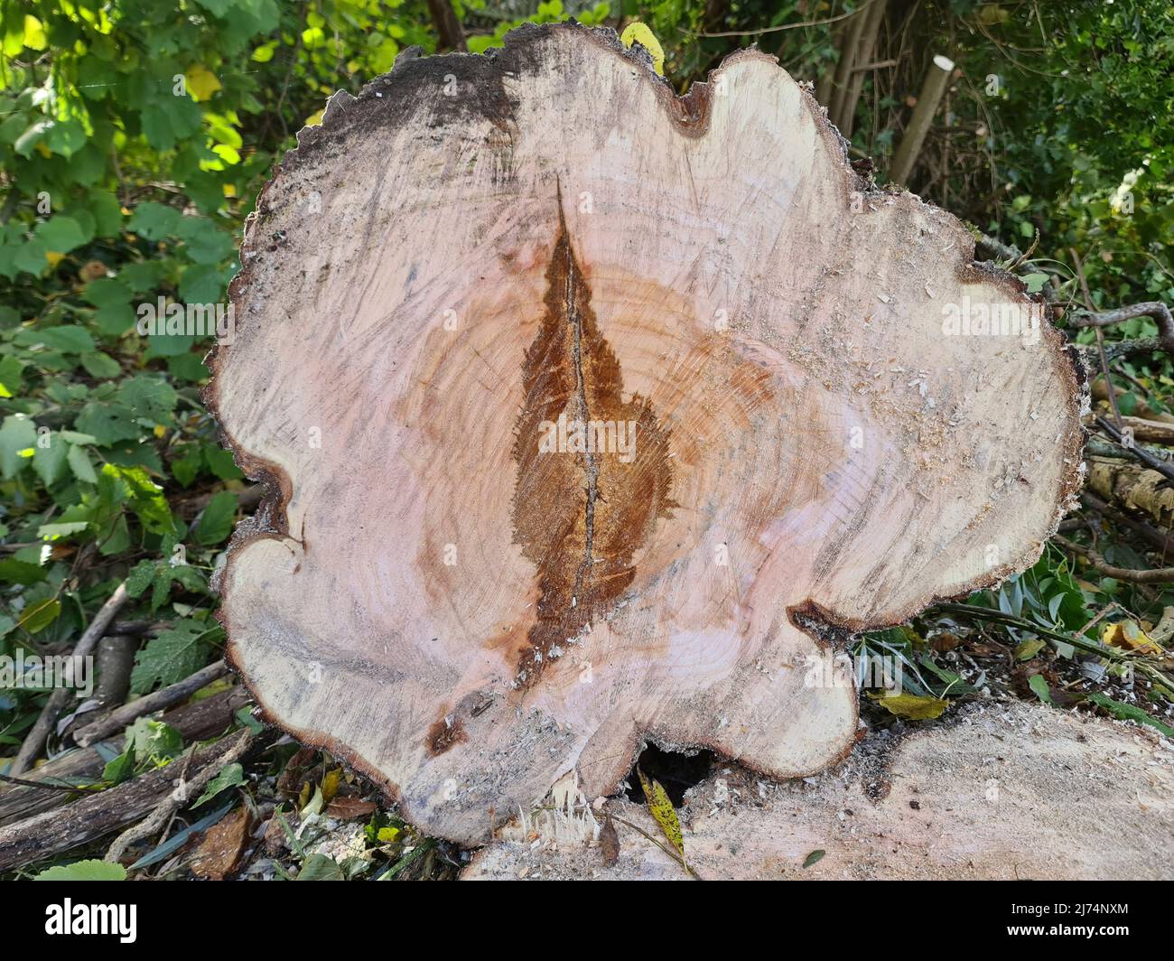 willow, osier (Salix spec.), tree slice con core rot, Germania Foto Stock