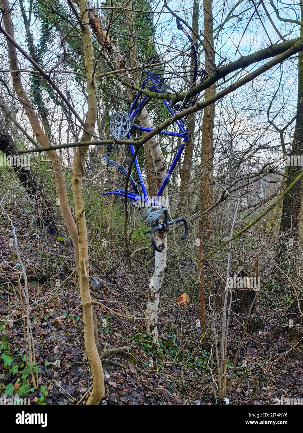 Telaio di bicicletta schiacciato appeso in un albero, Germania Foto Stock