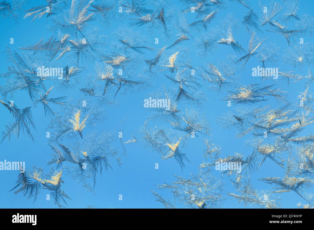 Fern Frost at a window, Svezia, Oestersund Foto Stock