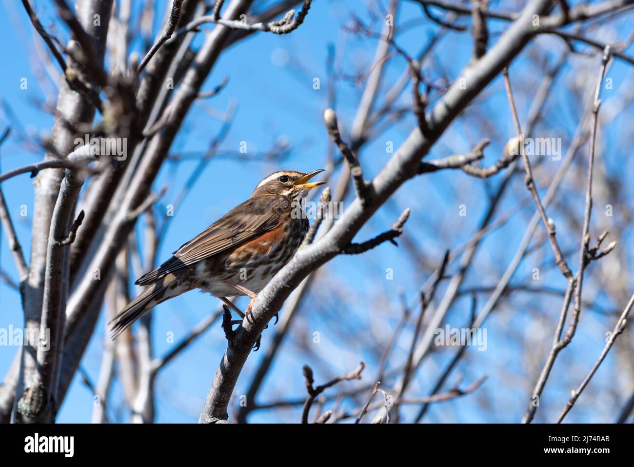 Uccello di Redwing (Turdus iliacus) a Reykjavik, Islanda. Foto Stock