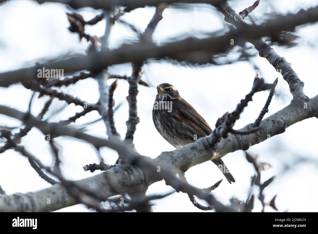 Uccello di Redwing (Turdus iliacus) a Reykjavik, Islanda. Foto Stock
