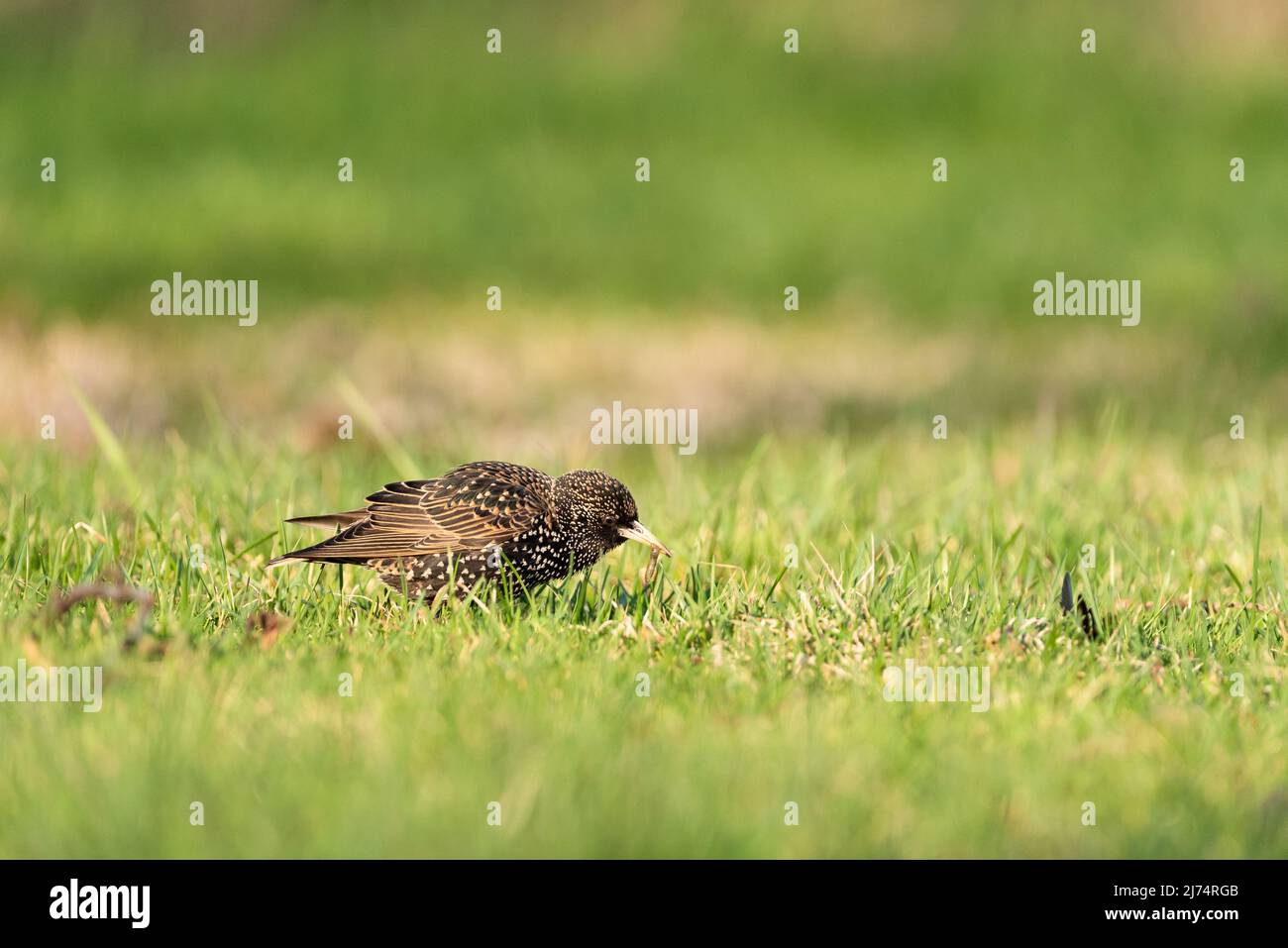 Uccello di Redwing (Turdus iliacus) a Reykjavik, Islanda. Foto Stock