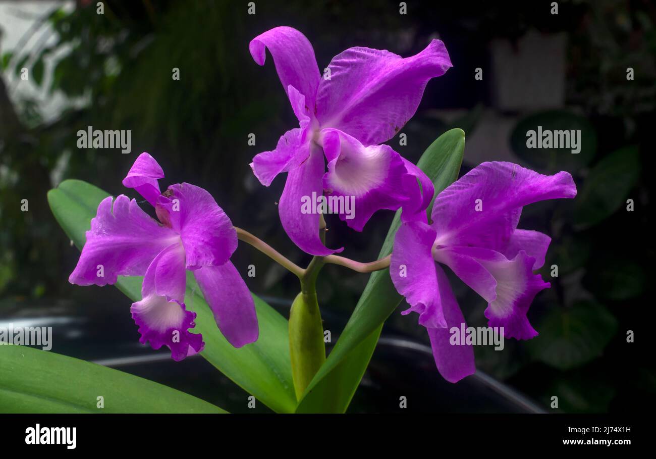 Cattleya labiata, conosciuta anche come il cattleya cremisi o cattleya a punta di rubino, orchidea viola Foto Stock