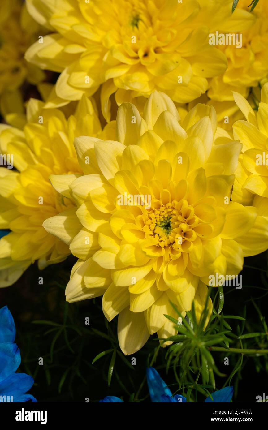 Crisantemi gialli su uno sfondo sfocato in primo piano. I crisantemi belli e luminosi sbocciano in autunno nel giardino. Foto Stock