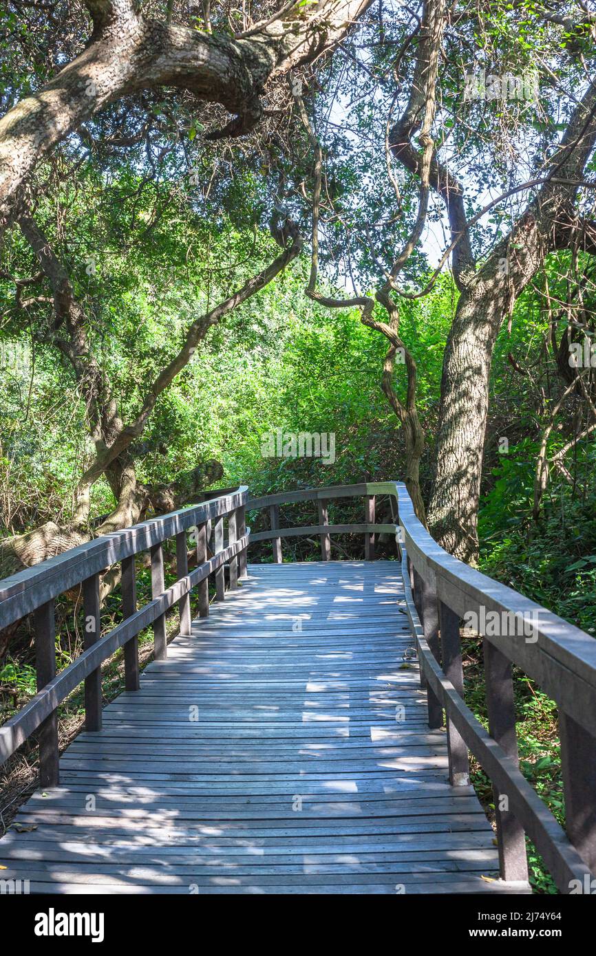 Sentiero pedonale pubblico a piedi piattaforma sollevata sopra mangrovie palude vegetazione verde piante e cespuglio. Foto Stock