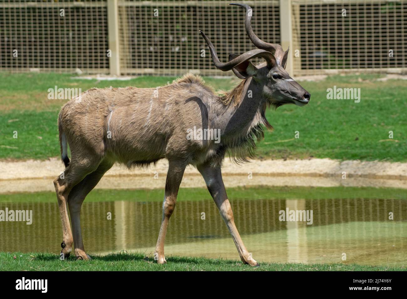 Maschio Lowland Nyala cervo antilope primo piano in Africa meridionale Foto Stock