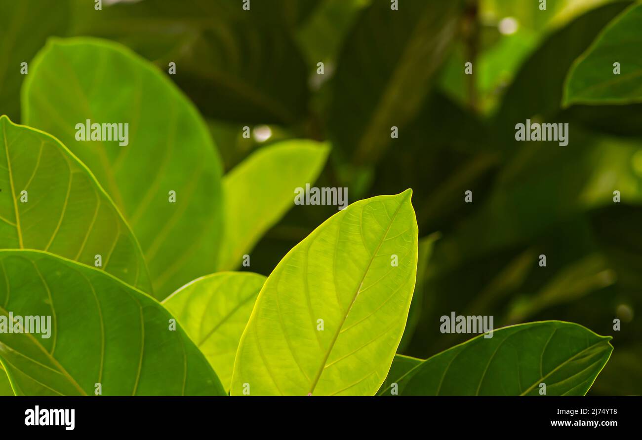 Jack frutta (Artocarpus eterophyllus) foglie verdi, fuoco poco profondo Foto Stock