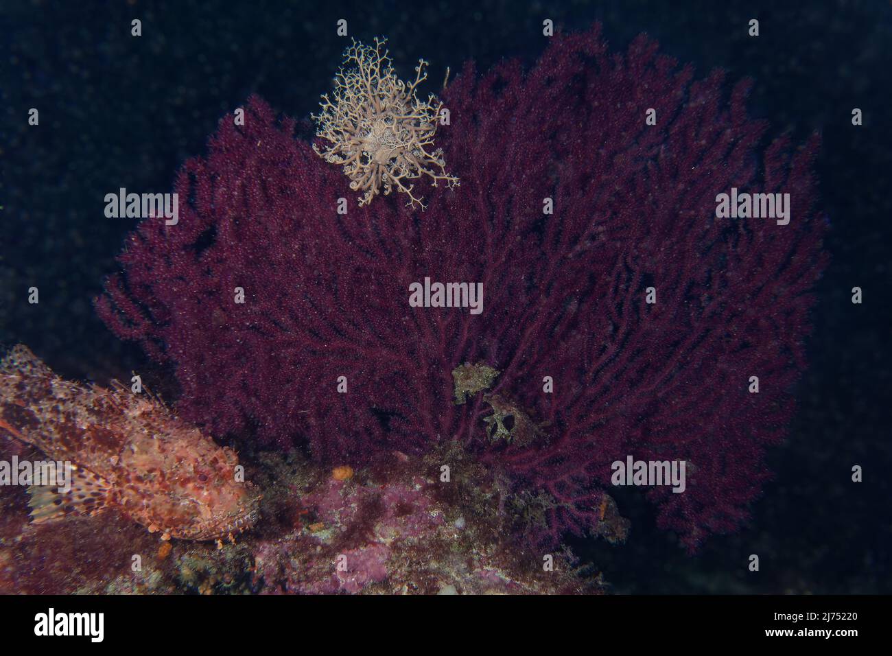 Basket Star (Astrospartus mediterraneo) su un gorgoniano viola Foto Stock