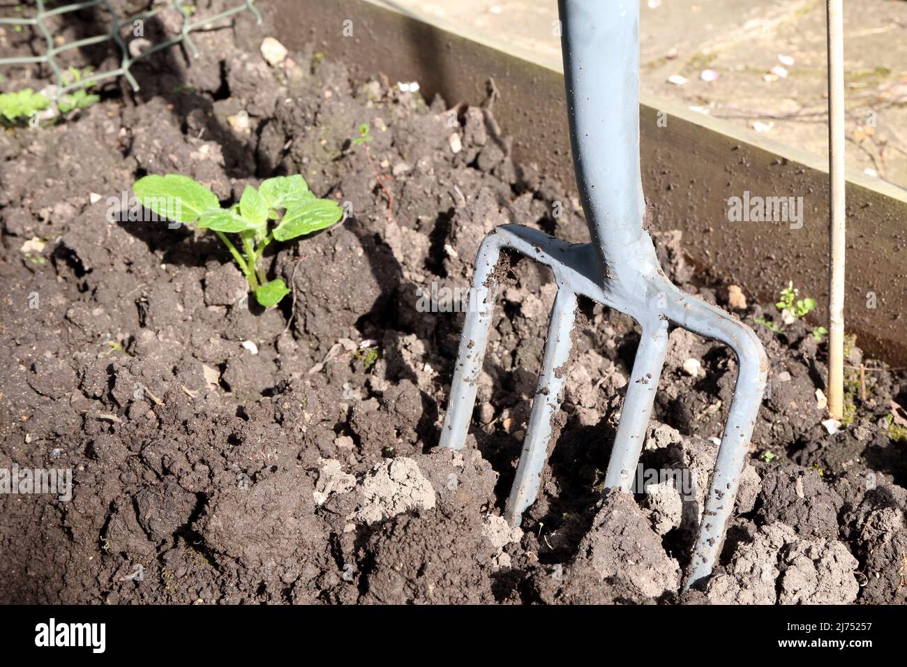 Suolo di tornitura. Forchetta in terra piccola pianta di patate nelle vicinanze. Foto Stock