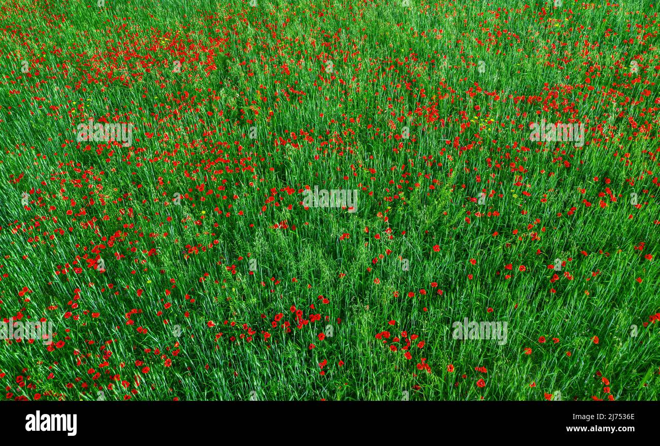Campo di fiori di papavero rosso e raccolti verdi vista dall'alto, astratta natura texture Foto Stock