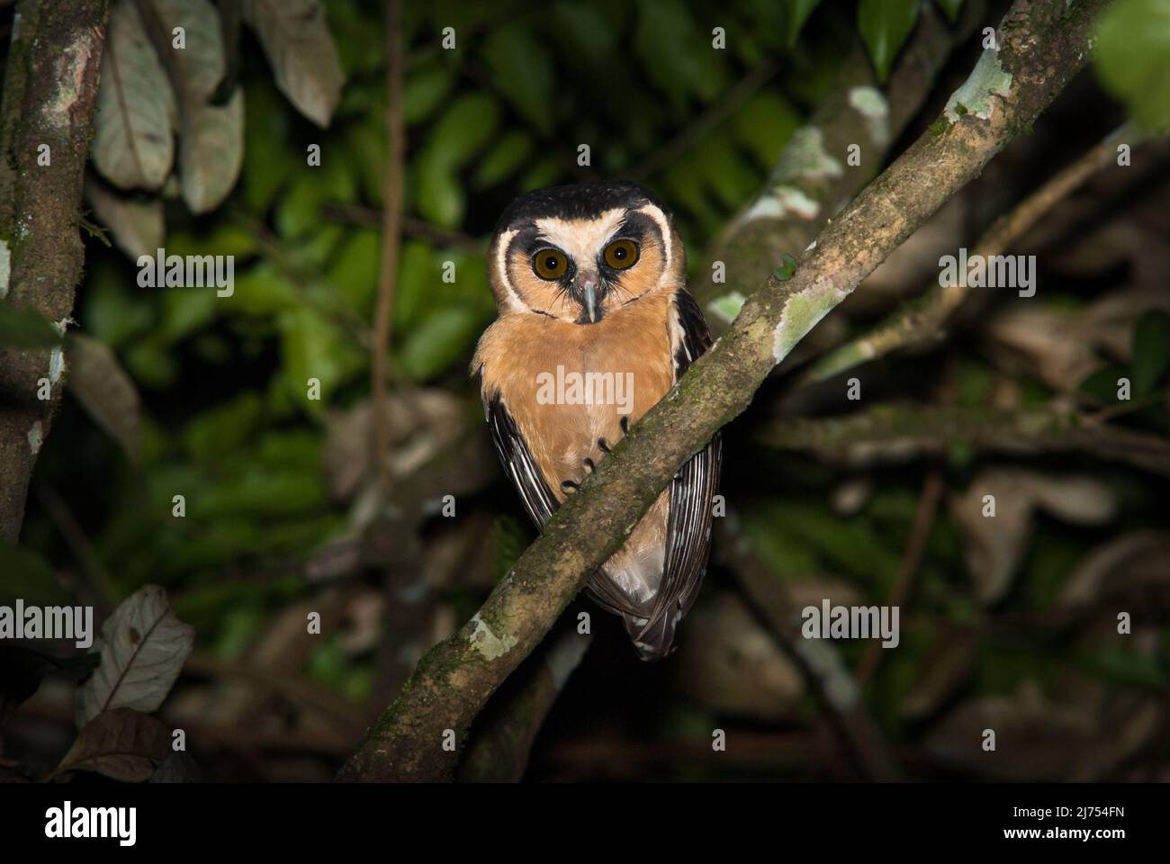Un raro Owl fronteggiato da Buff (Aegolius harrisii) fotografato nella foresta pluviale atlantica del Brasile se Foto Stock