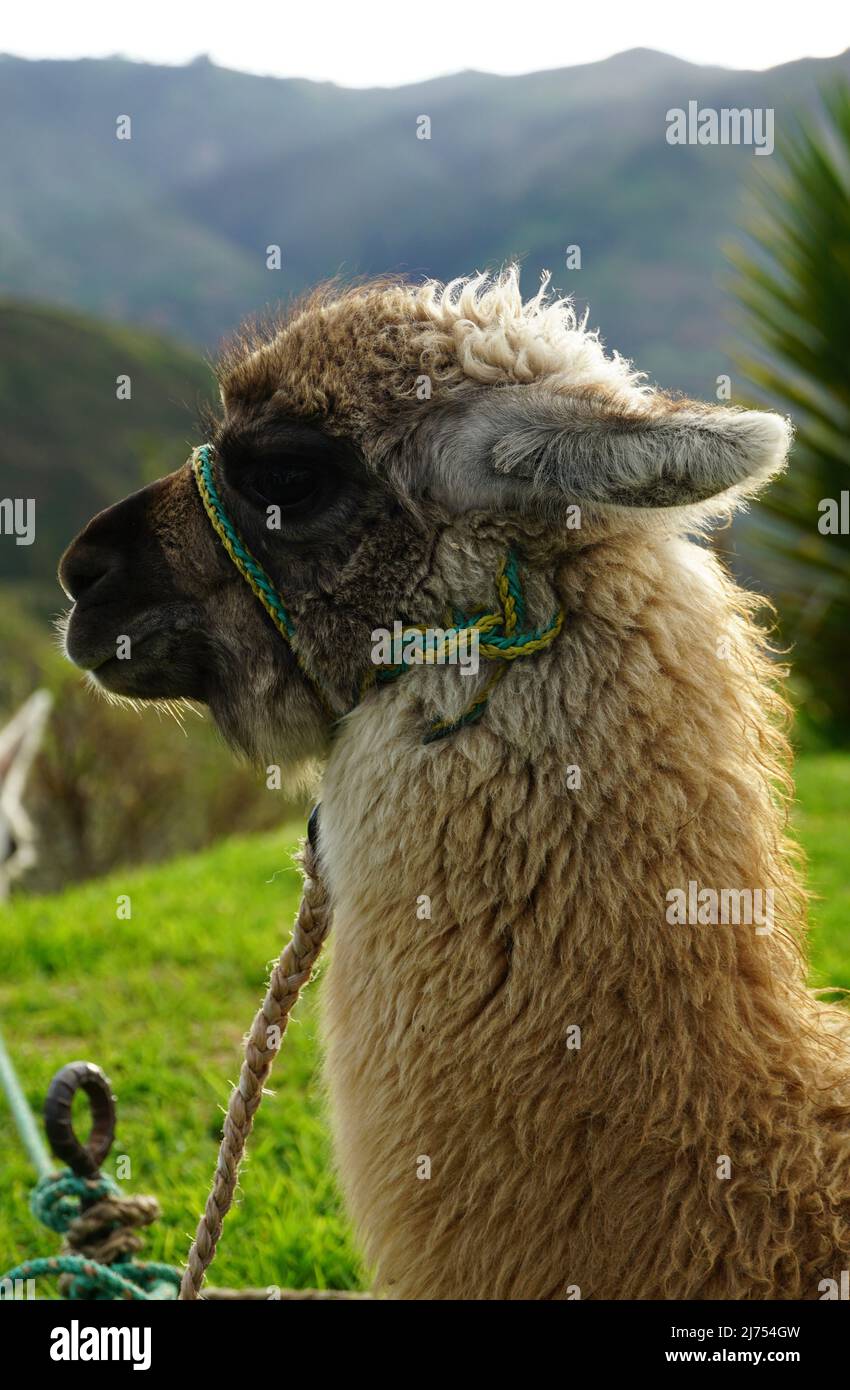 Baby Alpaca Foto Stock