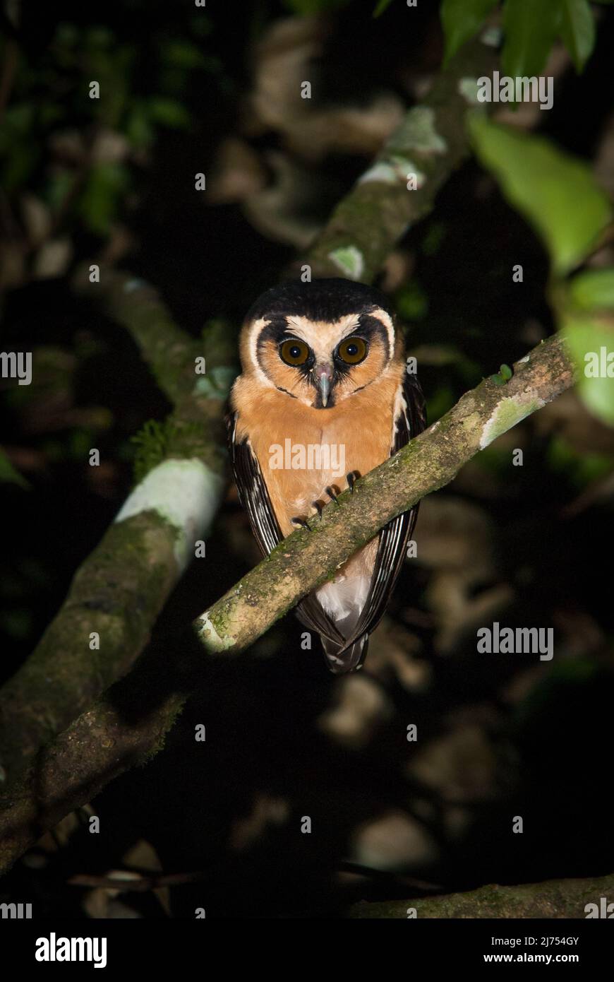 Un raro Owl fronteggiato da Buff (Aegolius harrisii) fotografato nella foresta pluviale atlantica del Brasile se Foto Stock