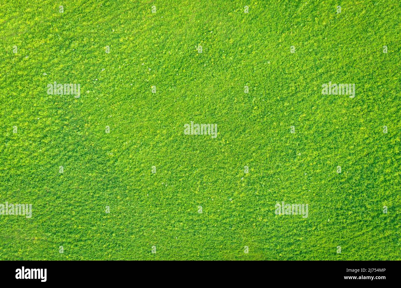 Astratta texture naturale. Erba verde chiaro in un prato, vista drone da direttamente sopra Foto Stock