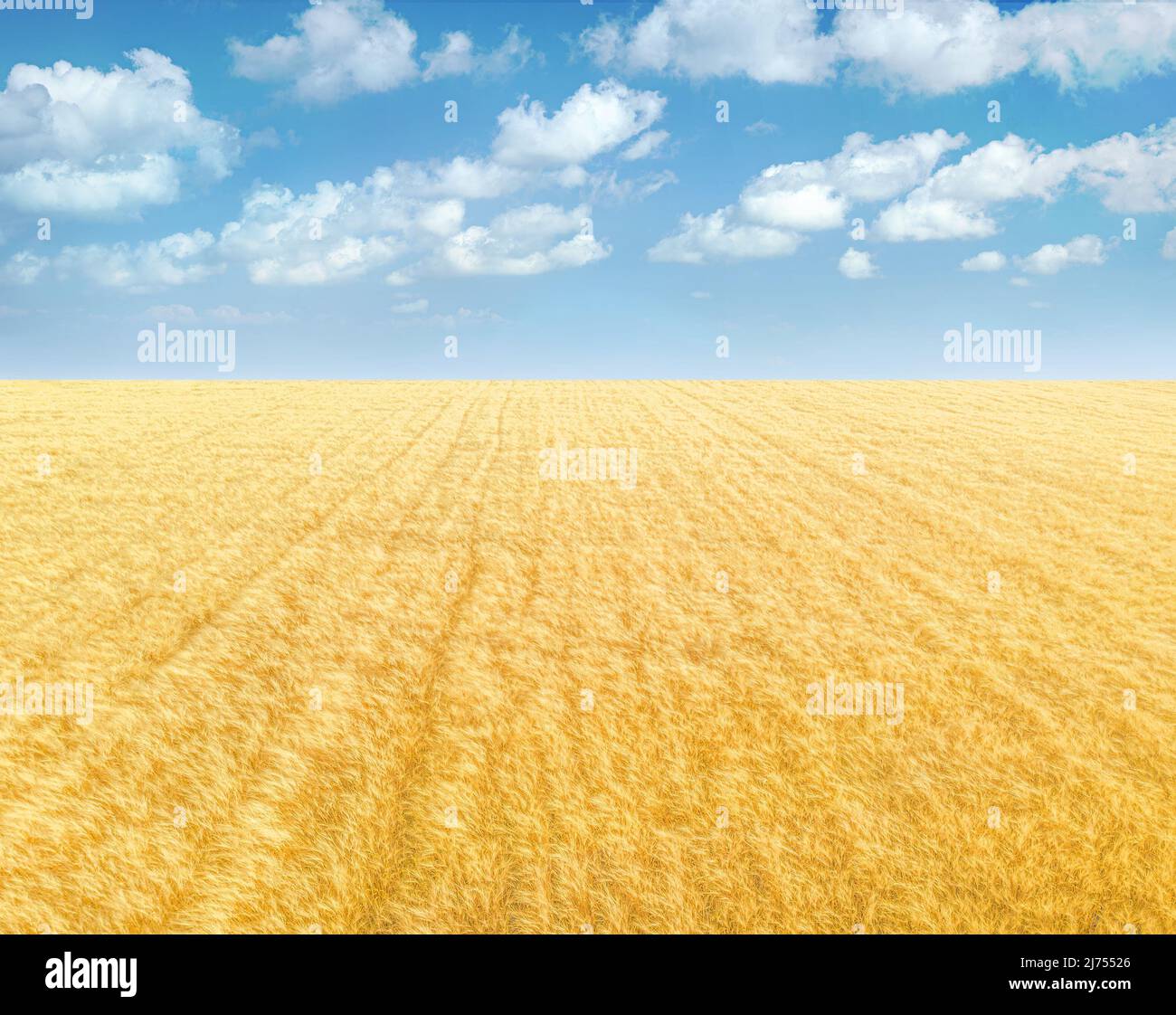 Campo di grano dorato sotto cielo blu con nuvole, sfondo paesaggistico minimalista Foto Stock