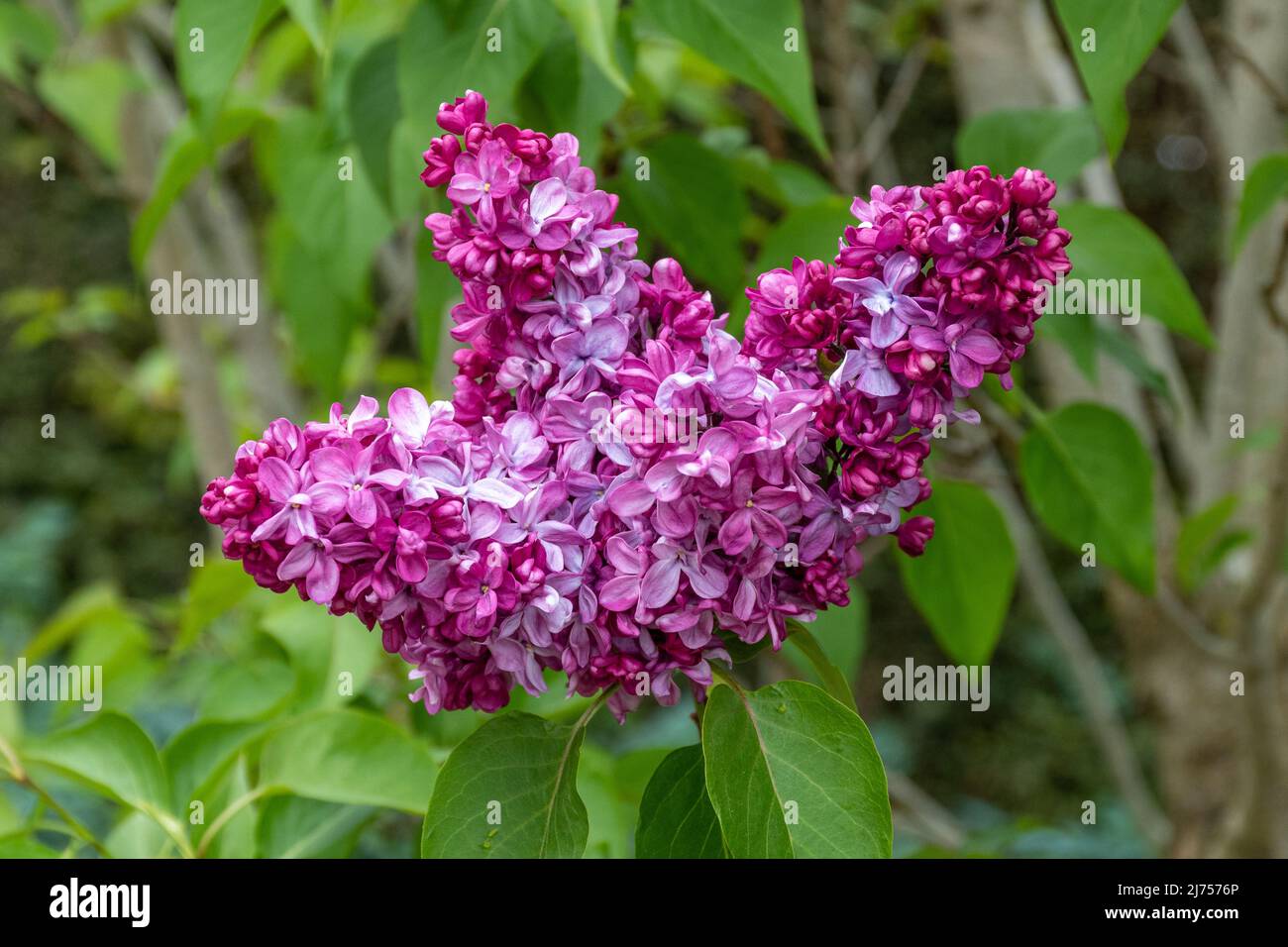 Lilla 'Prince Wolkonsky', Syringa vulgaris 'Prince Wolkonsky' fiori alla fine della primavera, Regno Unito Foto Stock