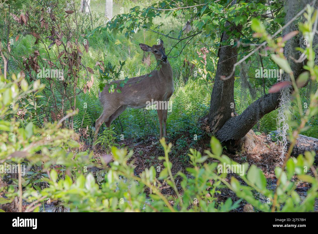 Un cervo maschile dalla coda bianca parte allo Stephen Foster state Park, nella riserva naturale Okefenokee Wildlife Refuge, Georgia, USA55 Foto Stock