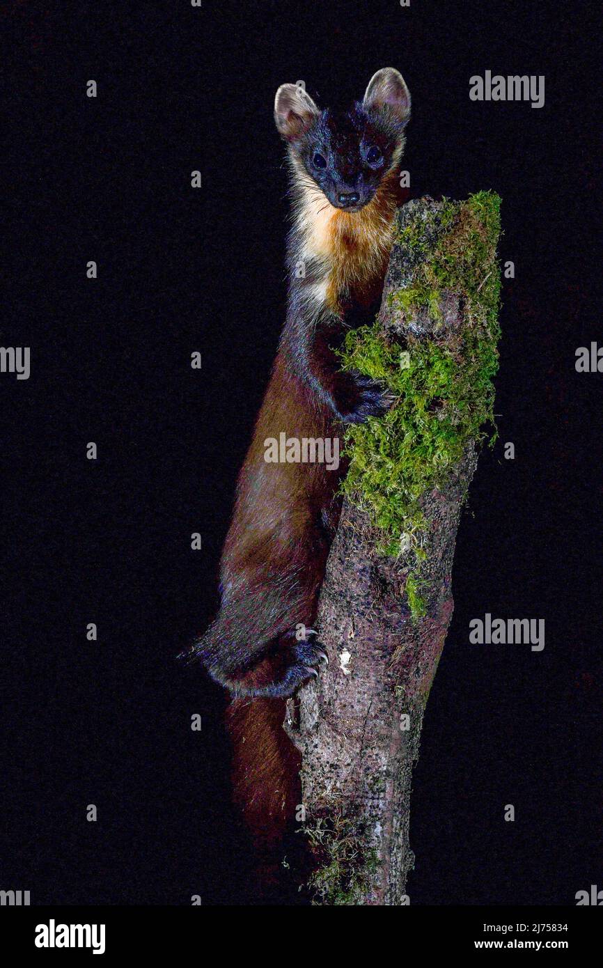 Gallese Pine Marten Foto Stock