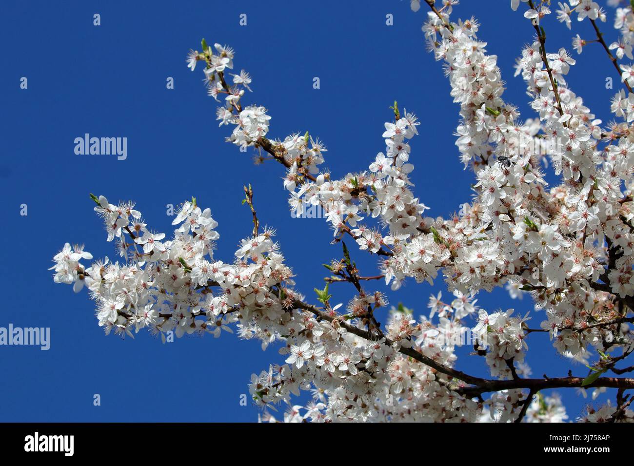 Il biancospino fiorisce contro un cielo blu. Foto Stock