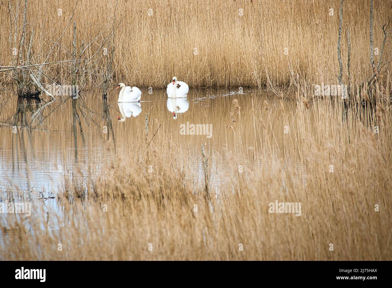 coppia di cigni nel parco naturale di darss. tempo di accoppiamento di uccelli. cigni muti con piumaggio bianco. foto animali nella natura Foto Stock