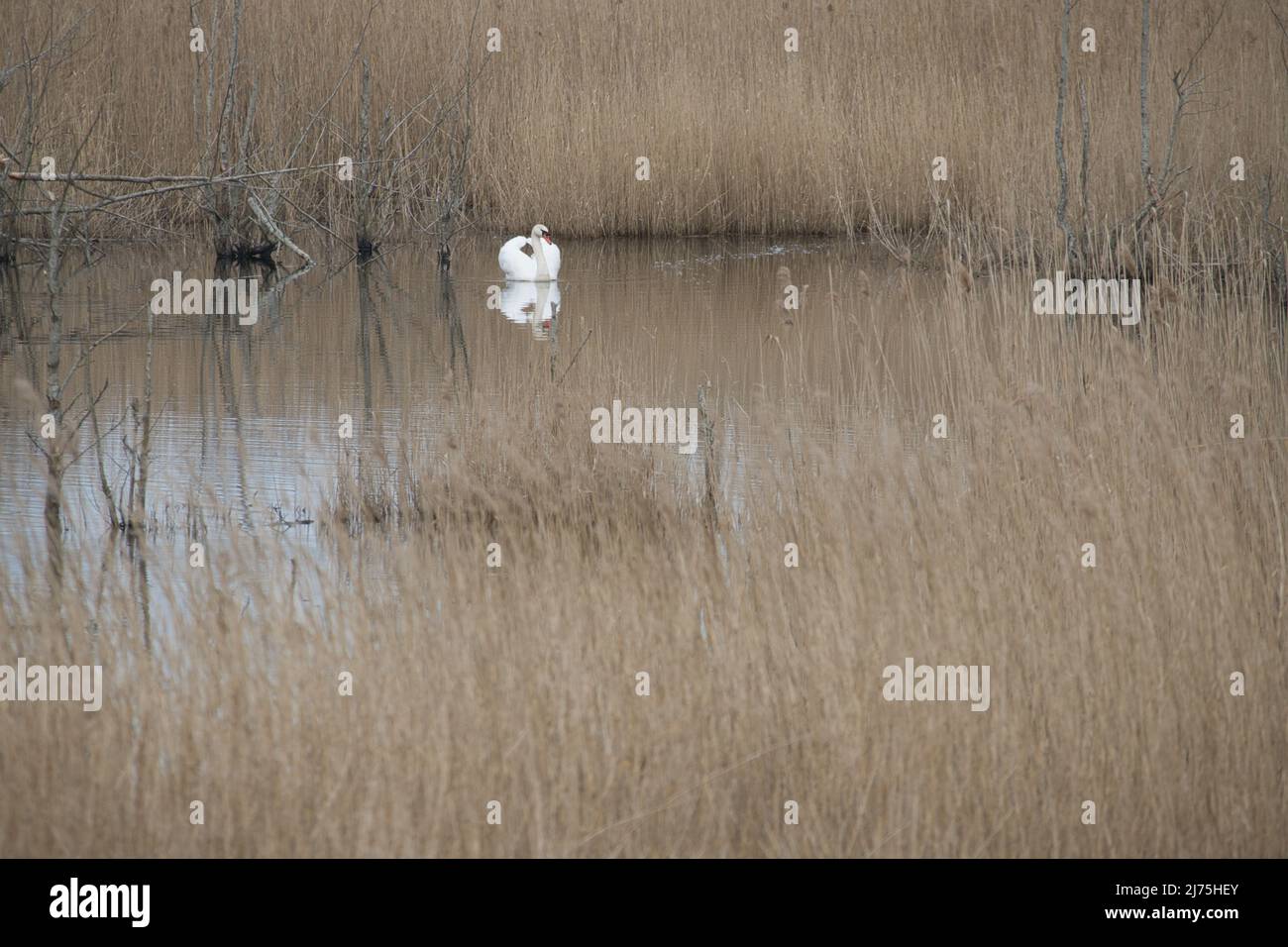 swan nel parco naturale darss. tempo di accoppiamento degli uccelli. cigni muti con piumaggio bianco. foto degli animali nella natura Foto Stock