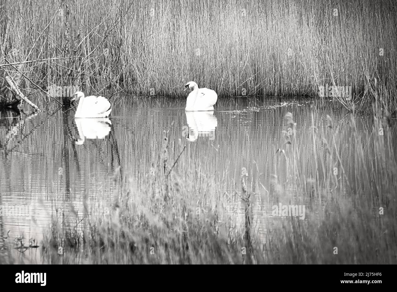 coppia di cigni, in bianco e nero, nel parco naturale darss. tempo di accoppiamento di uccelli. cigni muti con piumaggio bianco. foto animali in natura Foto Stock