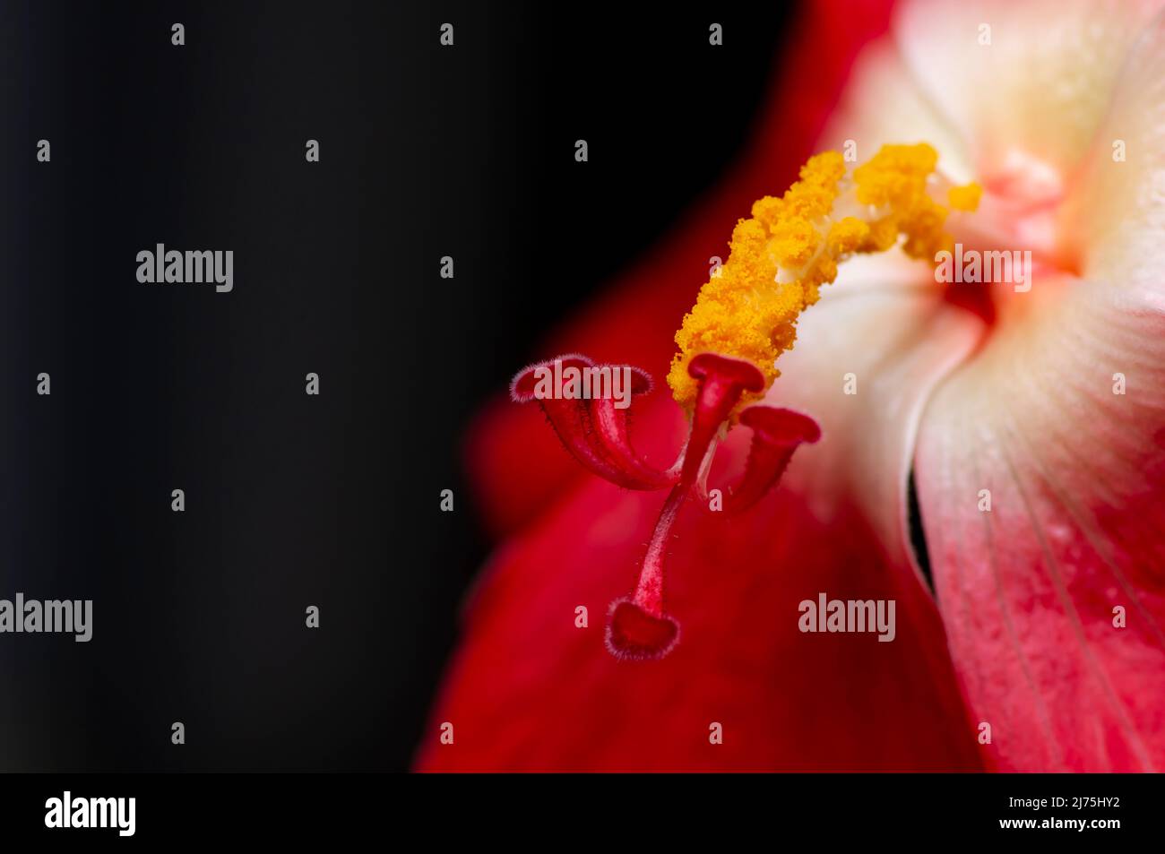 Primo piano di una bellezza di pistil fiore rosso di Hisbisco martianus, famiglia Hibiscus, in poco profondo fuoco Foto Stock