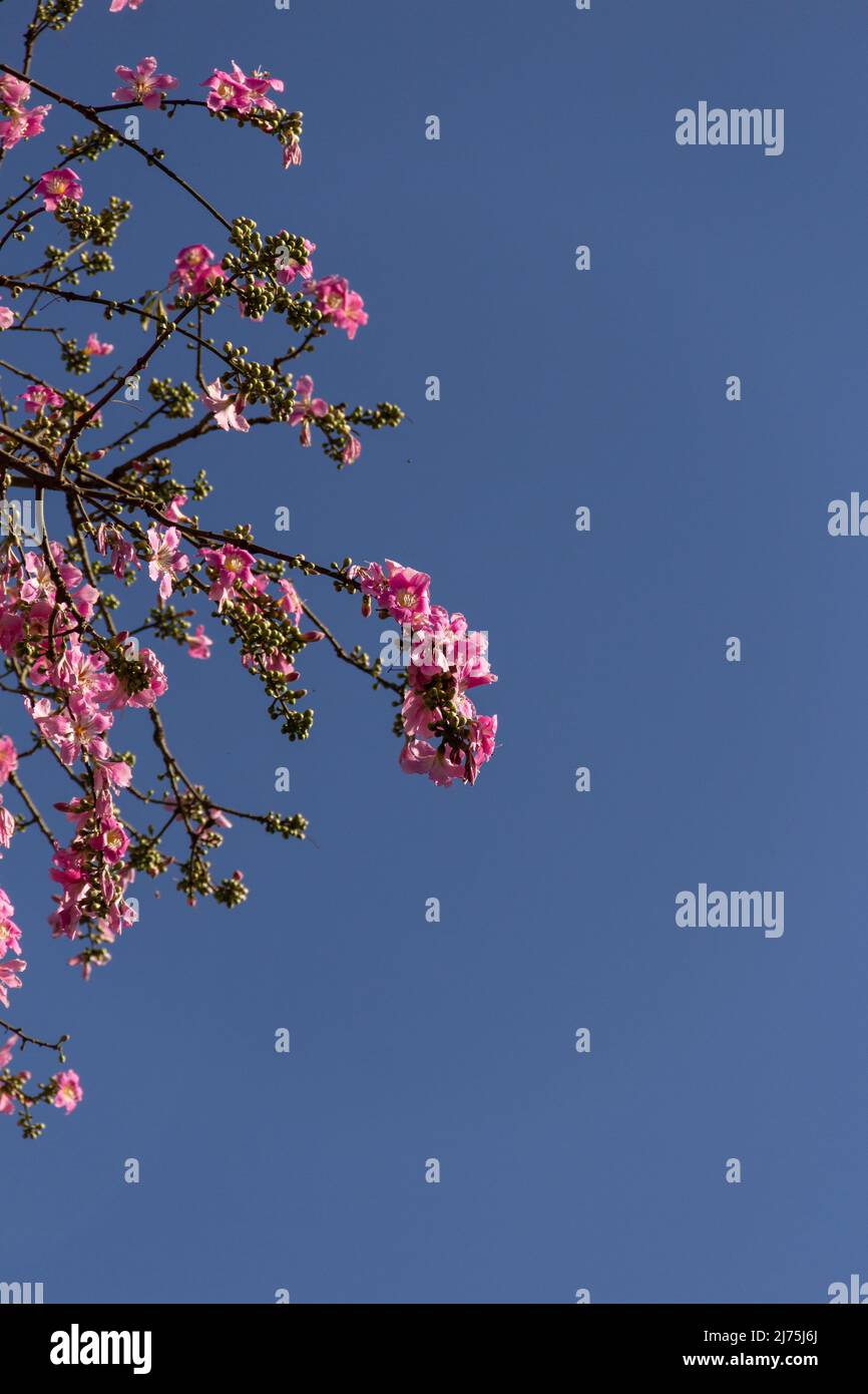 Goiânia, Goias, Brasile – 06 maggio 2022: Ceiba speciosa. Particolare di un grande albero frondoso pieno di fiori rosa. Popolarmente conosciuta come 'barriguda'. Foto Stock