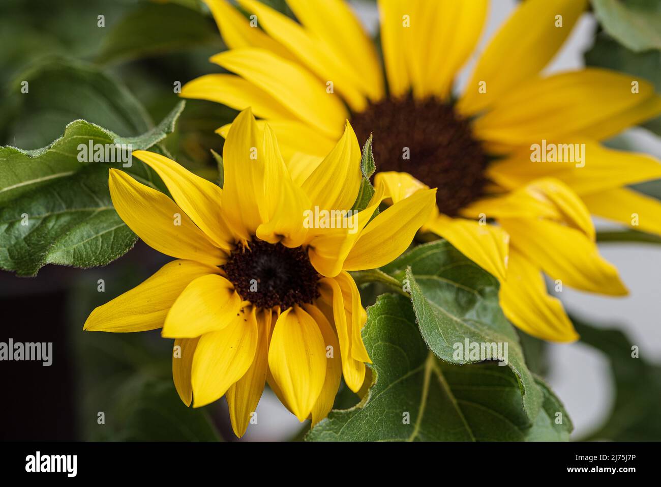 primo piano, vista selettiva della messa a fuoco dei girasoli gialli in fiore Foto Stock