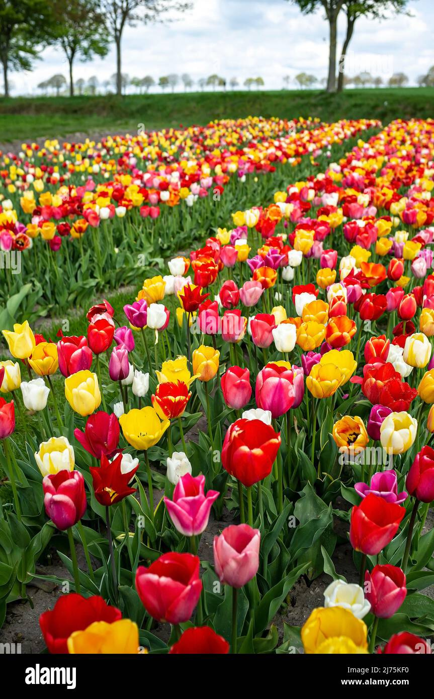 Campo con bellissimi tulipani fioriti, coltivati in vendita, all'aperto. Foto Stock