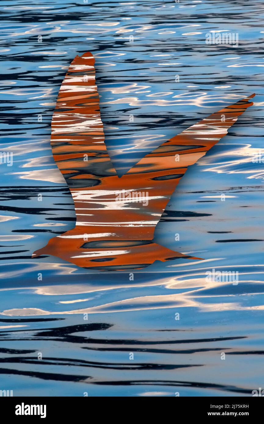 Silhouette di un gabbiano sulla superficie dell'acqua Foto Stock