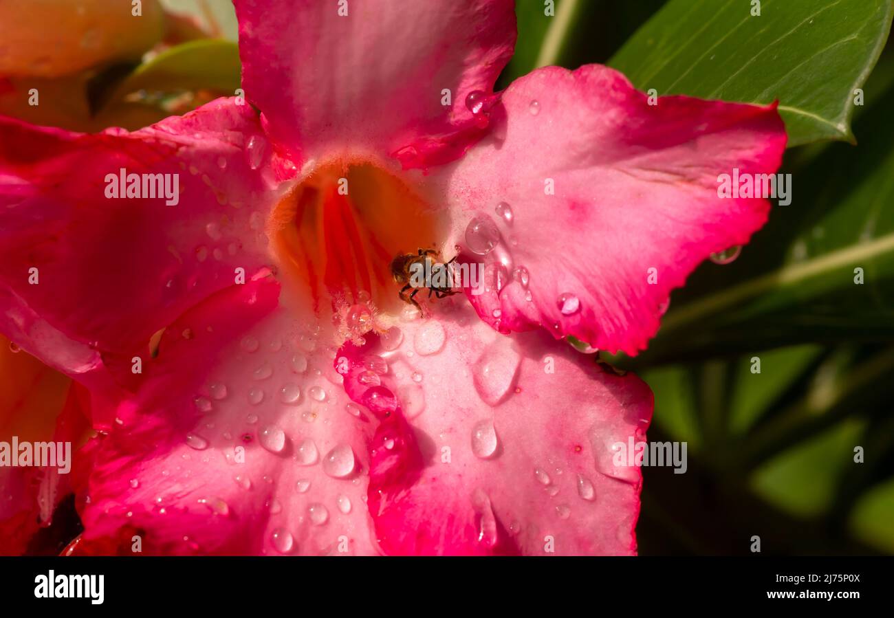 Primo piano del fiore di Adenium, noto anche come rosa del deserto, con spruzzi d'acqua Foto Stock