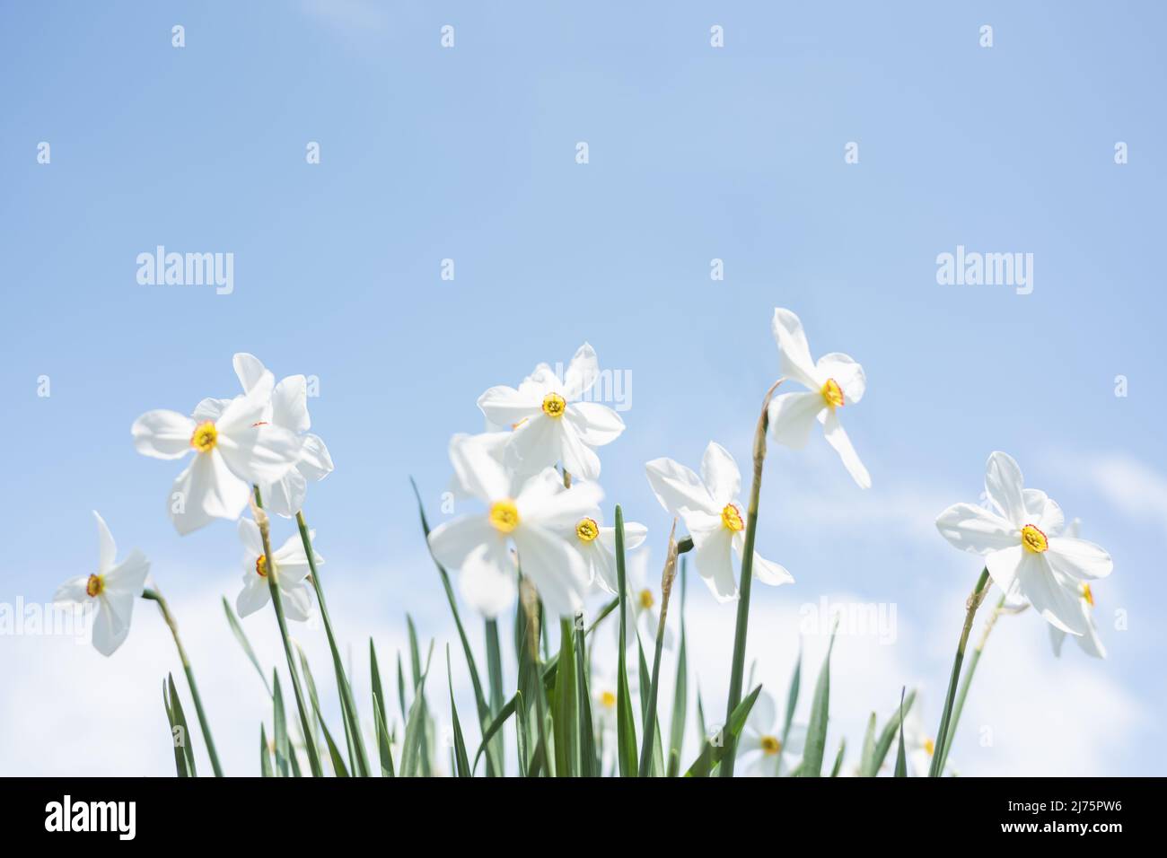 Fiori bianchi di Narciso in giardino su sfondo cielo blu Foto Stock
