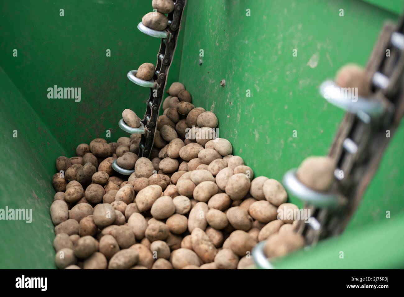 Piantando patate macchina nel primo piano primavera. Background agricolo Foto Stock