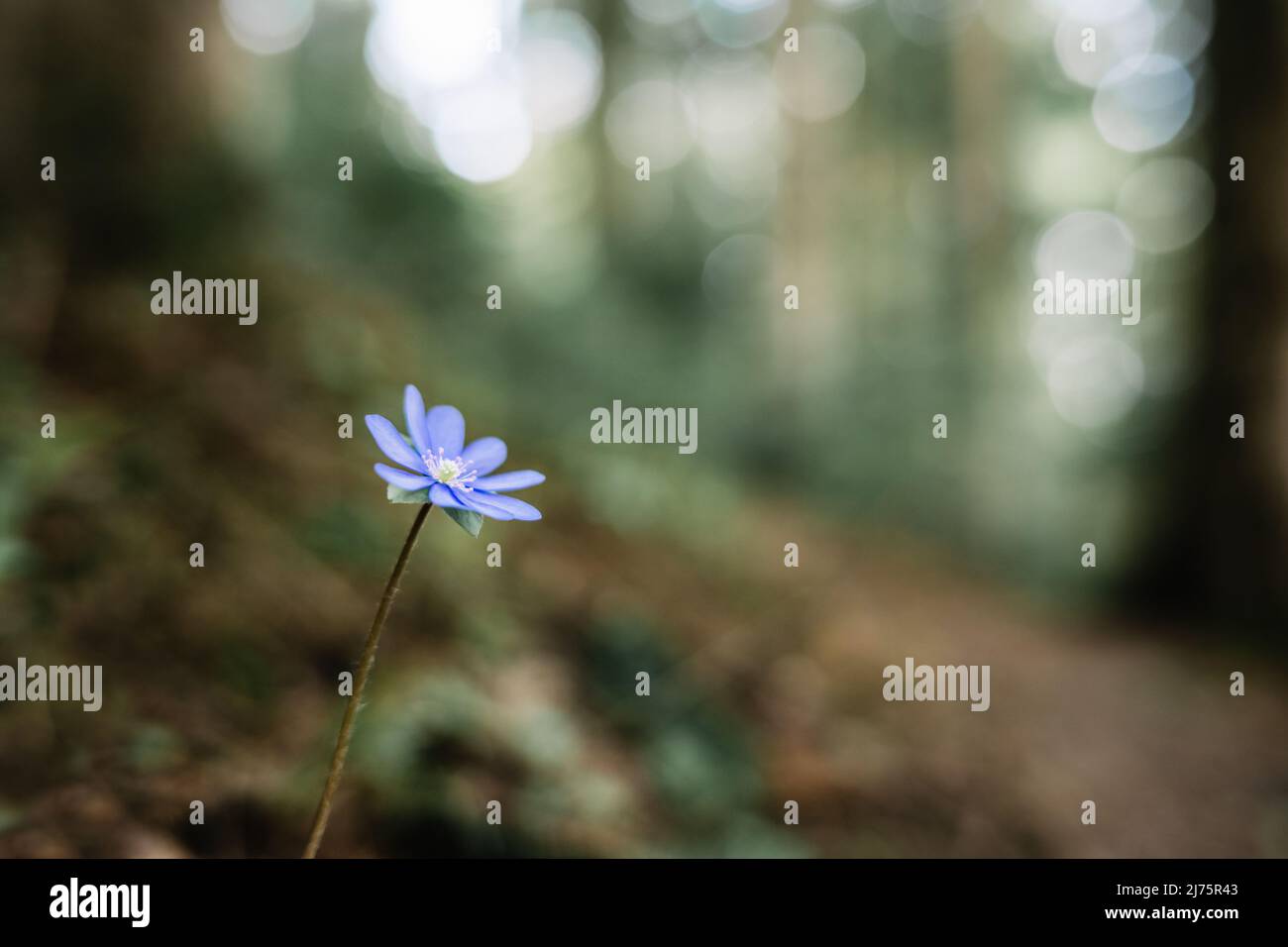 Primo piano vista natura del verde creativo layout fatto di erba verde e unico fiore blu in foresta scura. Sfondo naturale Foto Stock