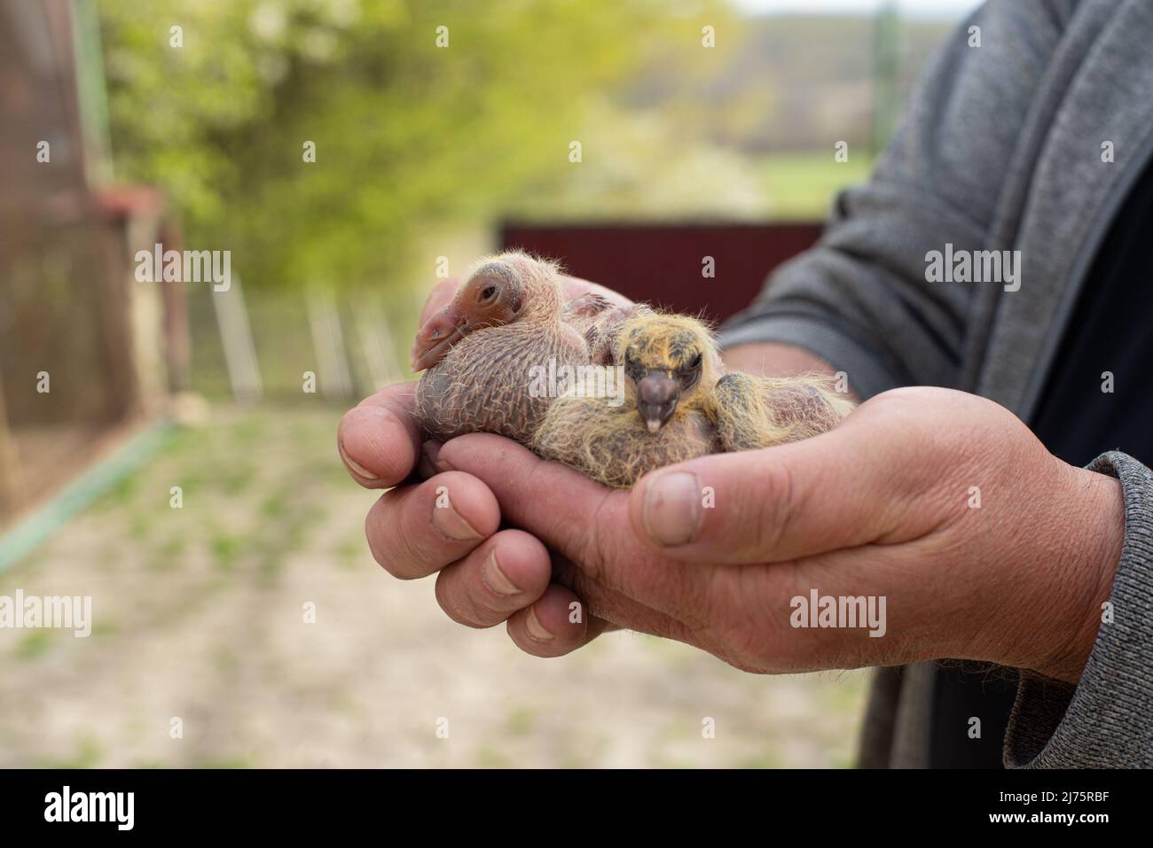 Un paio di piccione cazzo in mano fantasiere Foto Stock