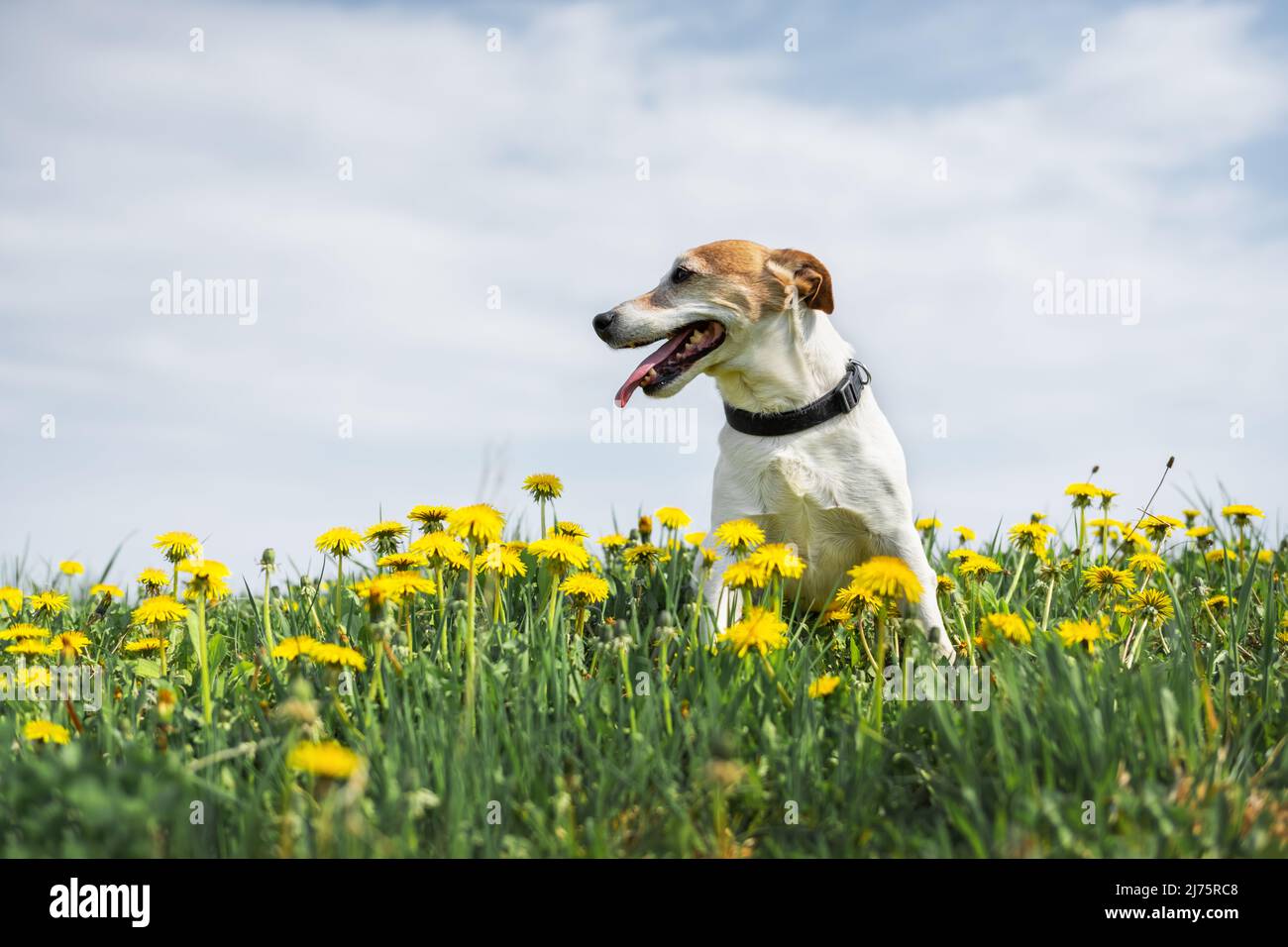 Jack Russel Terrier su prato giallo fiori. Buon cane con sguardo serio Foto Stock
