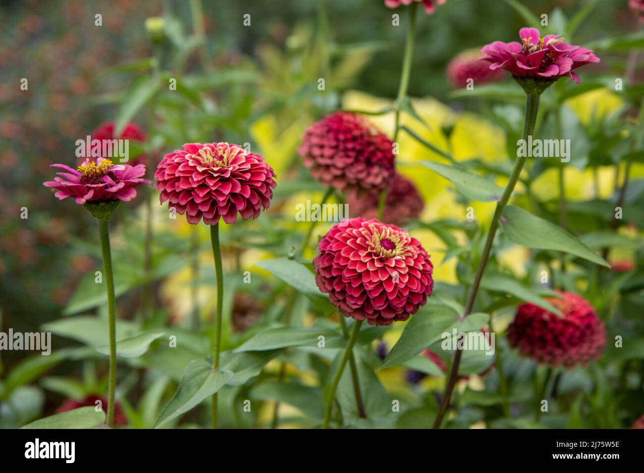 Fiori di Zinnia rosa scuro in un giardino Foto Stock