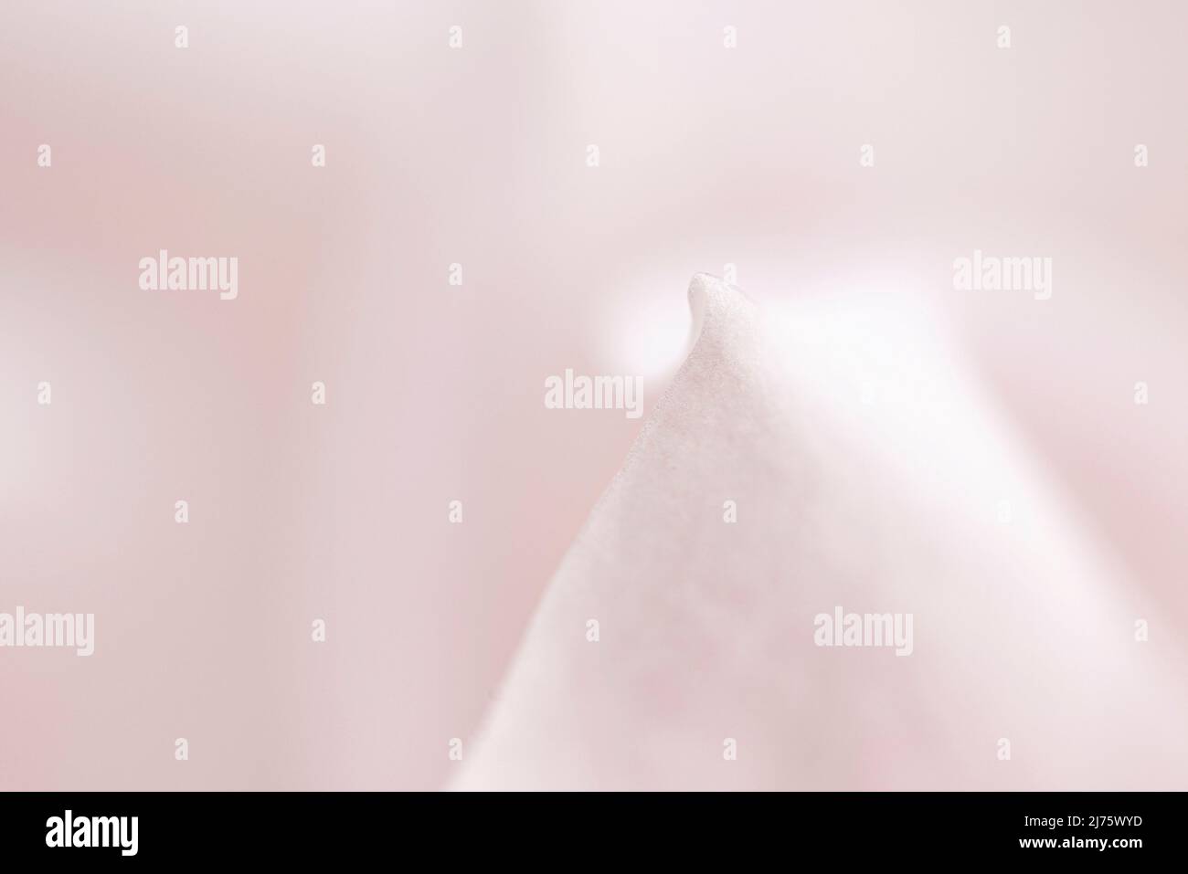 Immagine astratta del petalo del fiore della magnolia, macro shot Foto Stock