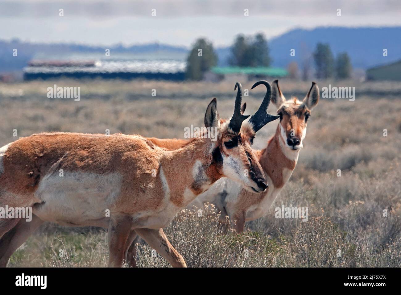 Una piccola mandria di antilope di pronghorn americano, Antipocapra americana, nella prateria aperta dell'Oregon centrale vicino alla piccola comunità di Fort Rock, Oregon Foto Stock