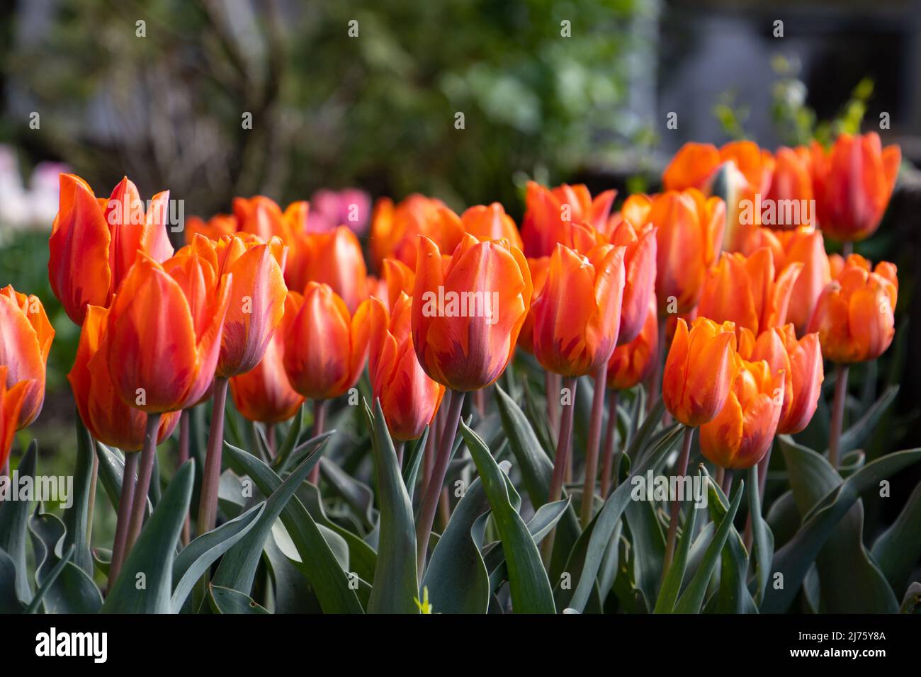 Vista laterale di tulipani color arancio o corallo Foto Stock