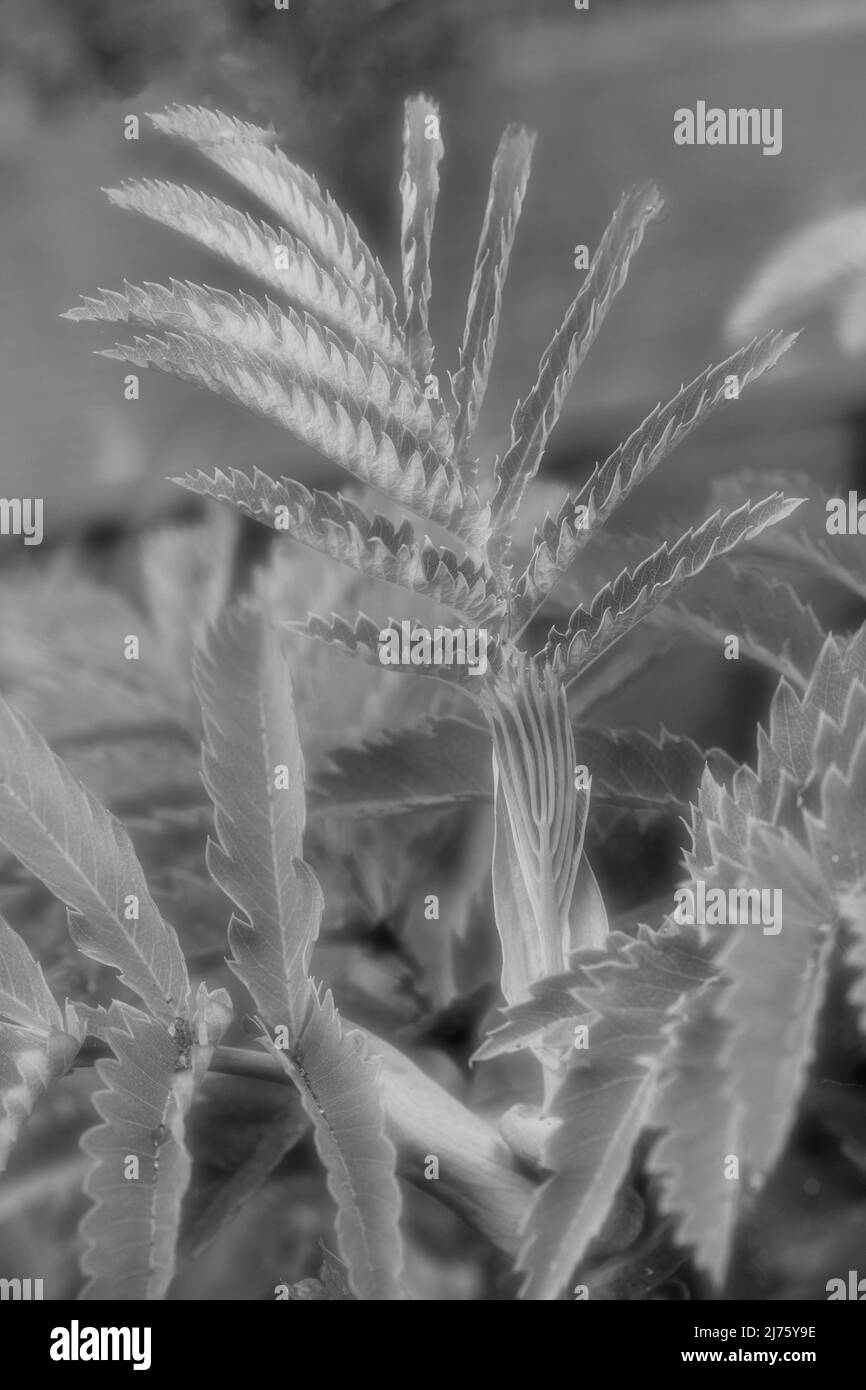 Molto da vicino giovani foglie di Melianthus maggiore che mostrano carattere naturale, modello e struttura Foto Stock