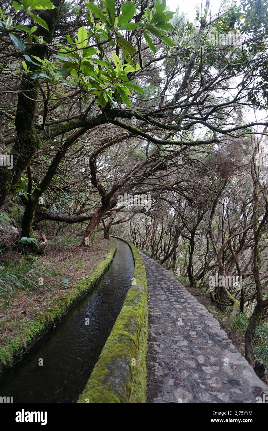 Solitudine sentiero escursionistico lungo una levada tradizionale in natura a „25 fontane 'cascate a Rabacal, isola di Madeira, Portogallo. Foto di Matheisl Foto Stock