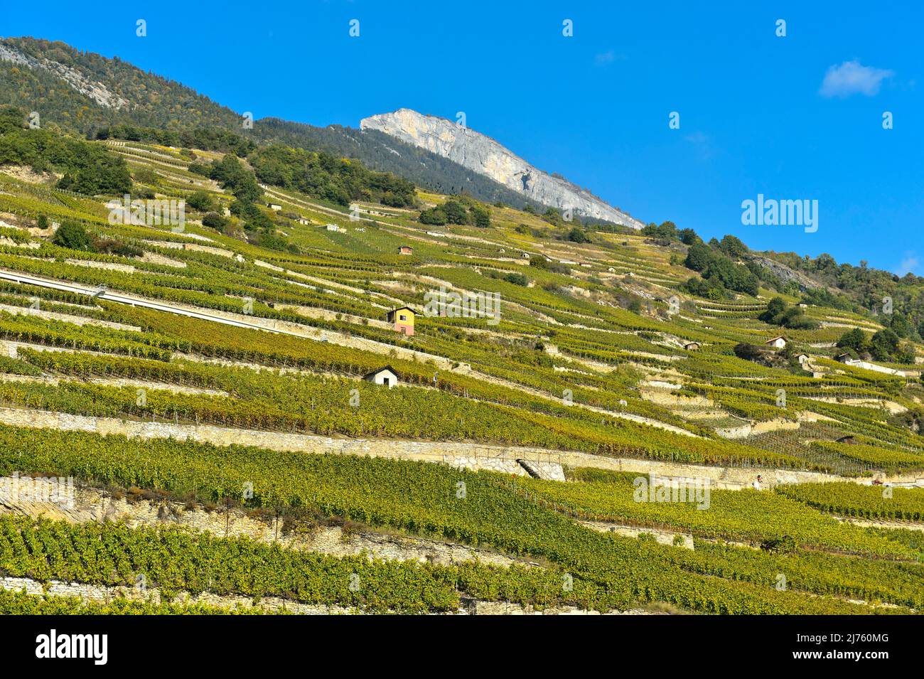 Ripidi terrazze vigneto vicino Ardon, Vallese, Svizzera Foto Stock