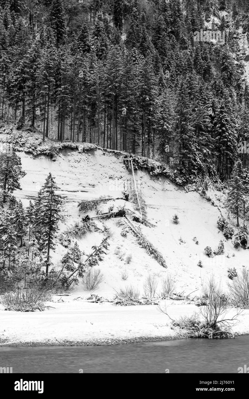 Conifere cadute sulla riva del fiume Isar in inverno neve nelle montagne del Karwendel in bianco e nero. Foto Stock