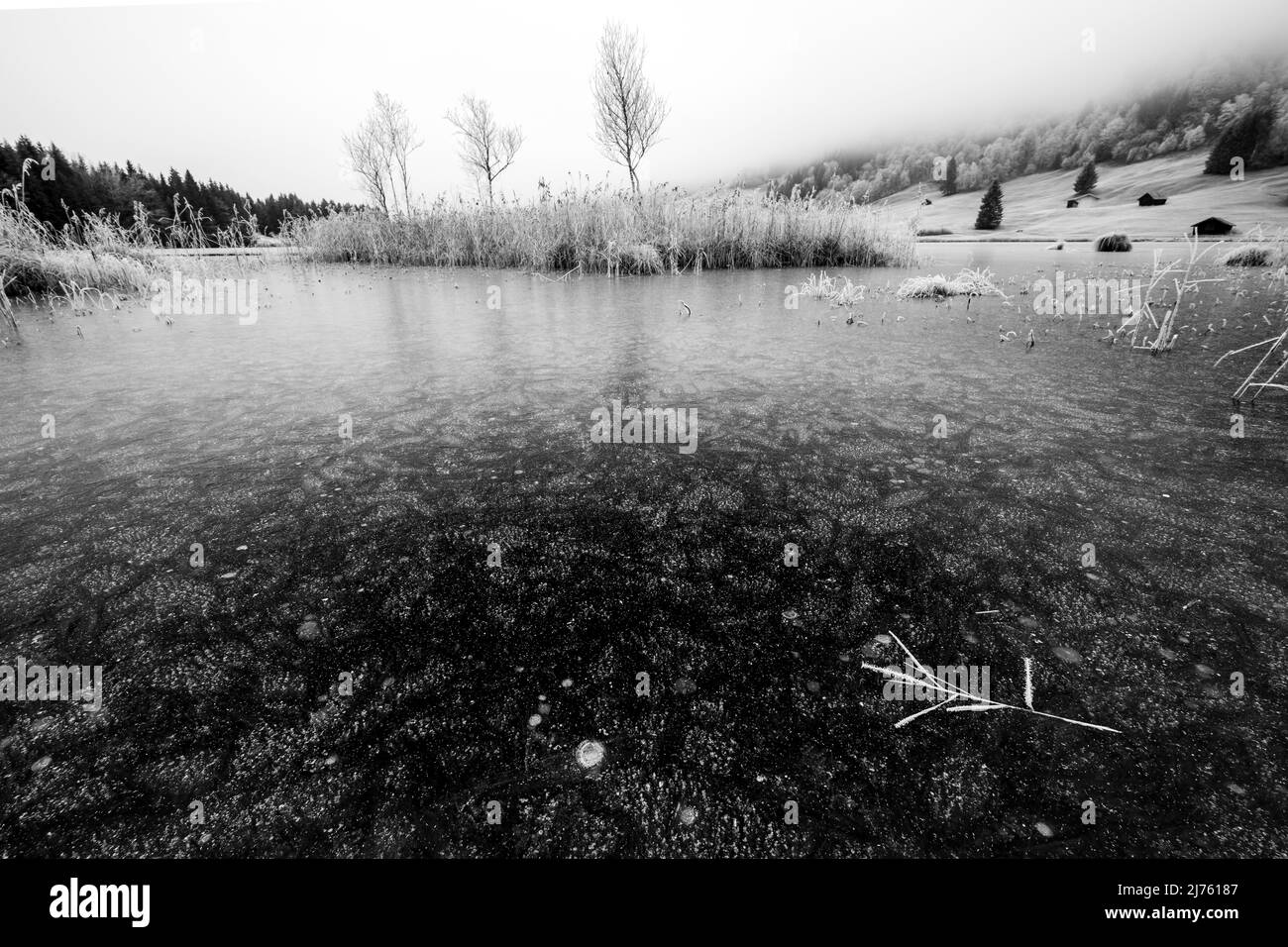 Ghiaccio e gelo sulla riva di Geroldsee / Wagenbrüchsee a Werdenfelserland nelle Alpi bavaresi vicino a Garmisch-Partenkirchen. In primo piano una canna rotta con hoarfrost e sullo sfondo una piccola isola di canneti con alcuni giovani alberi di betulla. Foto Stock