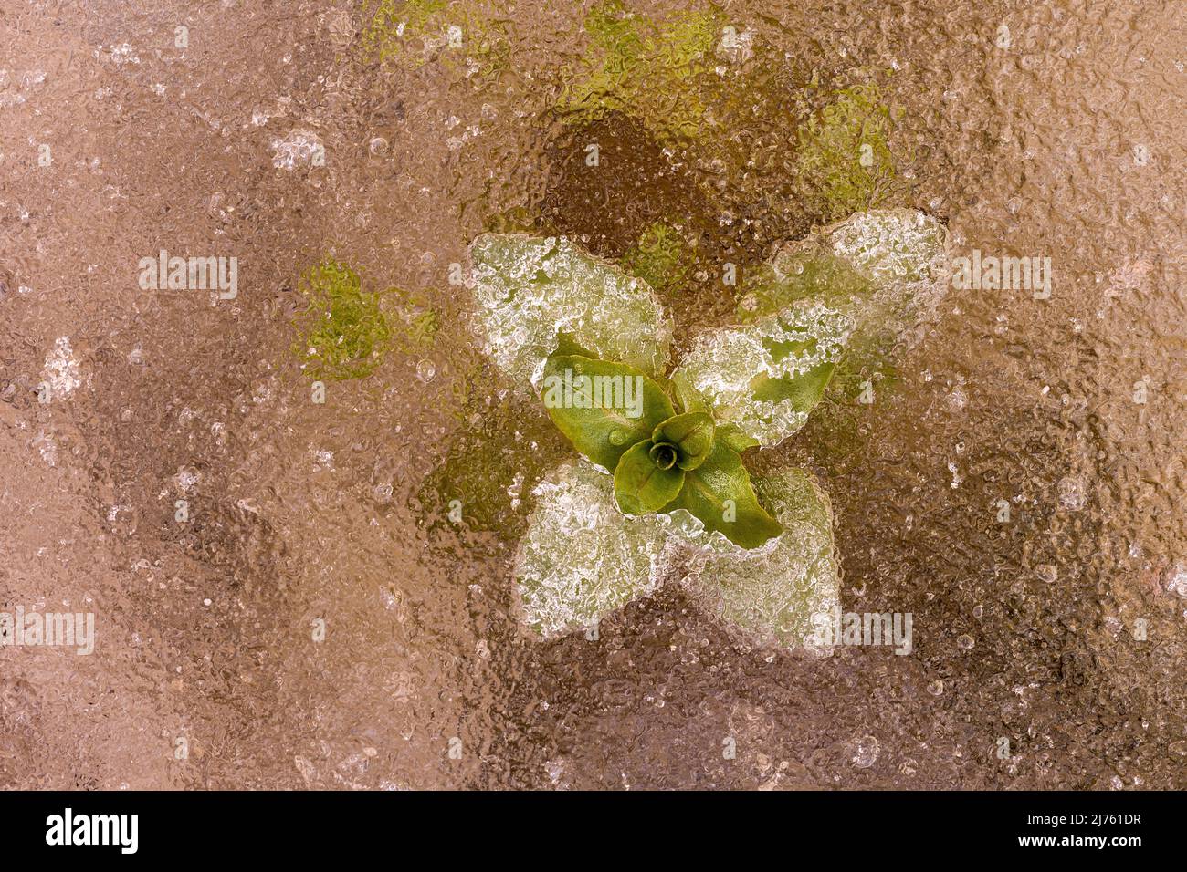 Menta Brook o menta d'acqua (Mennha aquatica) congelati nel ghiaccio di un piccolo torrente del fiume Isar. Foto Stock