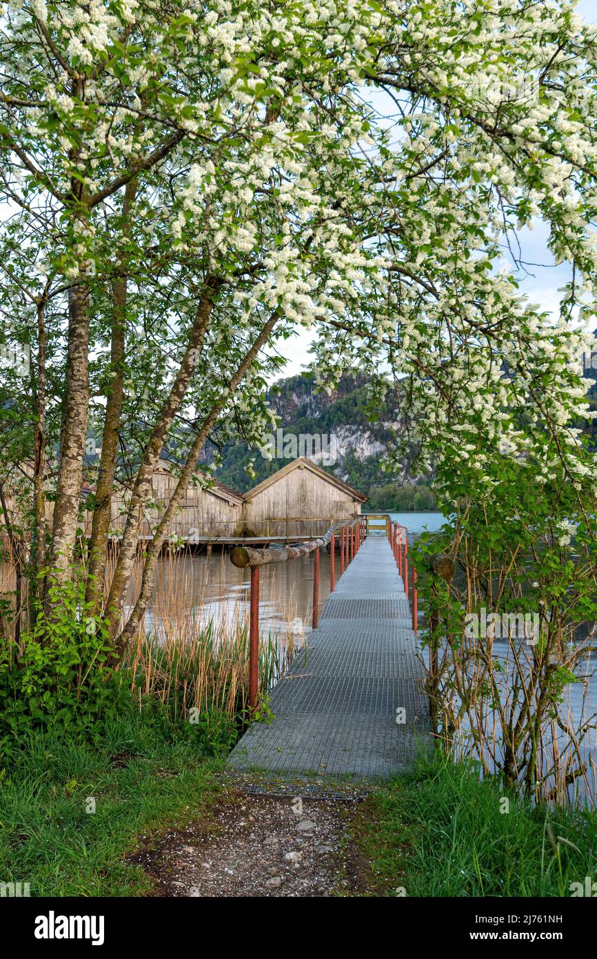 Primavera con fiori bianchi al Kochelsee. Le capanne di pesca di Schlehdorf alla fine di un ponte pedonale, l'ingresso incorniciato da fiori, sullo sfondo le Alpi. Foto Stock